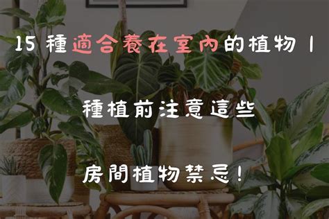 花放房間|15 種適合養在室內的植物｜種植前注意這些房間植物 